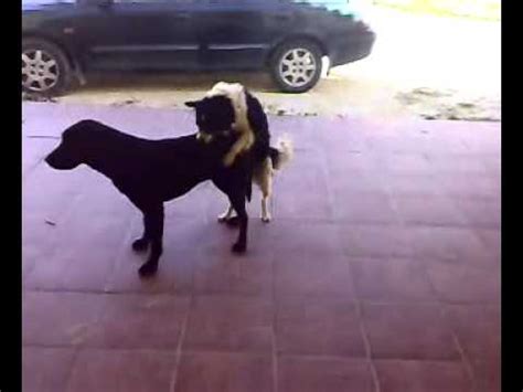 perros cojiendo con mujeres|porno de perros